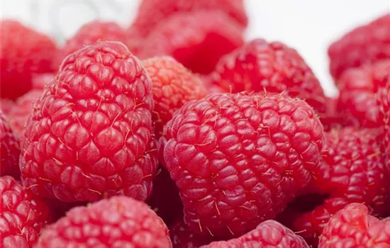 Tipps zum Pflanzen und Pflegen von Himbeeren Tipps zum Pflanzen und Pflegen von Himbeeren
