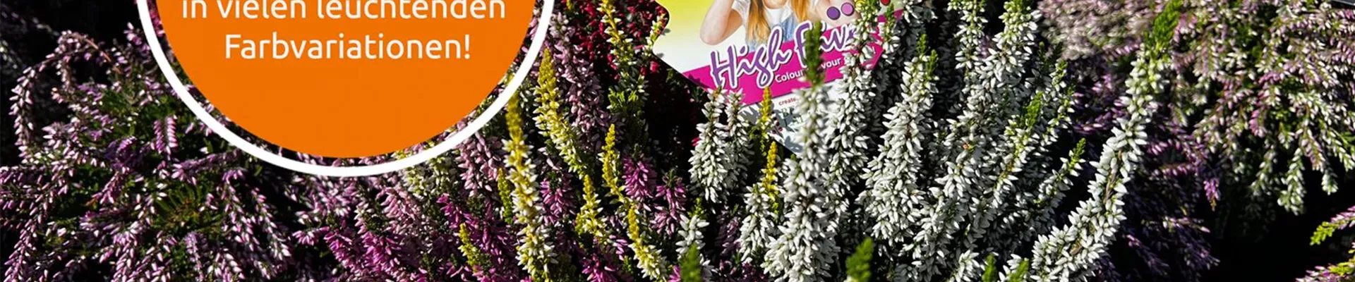 Calluna-0-0-2016-1512 Calluna-0-0-2016-1512