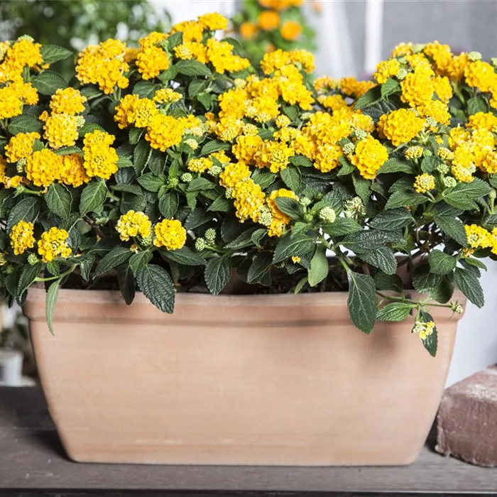 Mediterrane Pflanzen