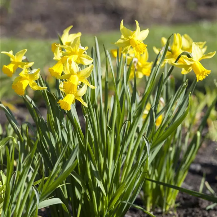 Zwiebel- und Knollenpflanzen