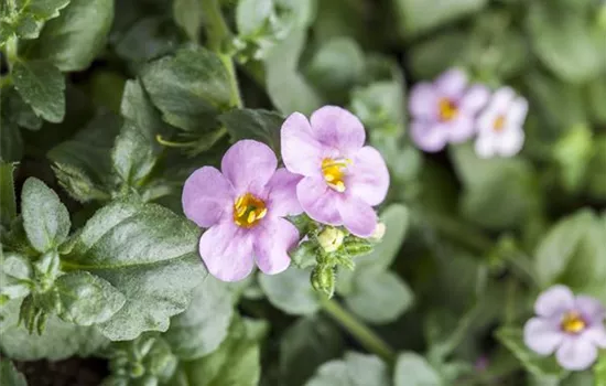 Sutera cordata Sutera cordata