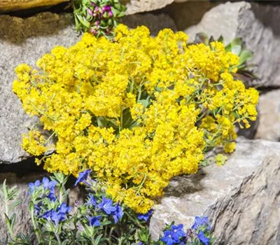 Amelanchier lamarckii