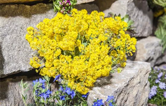 Aurinia saxatilis Aurinia saxatilis
