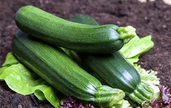 Cucurbita pepo subsp. pepo convar. giromontiina Cucurbita pepo subsp. pepo convar. giromontiina