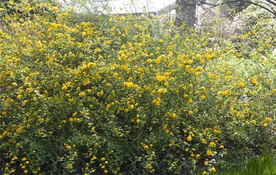 Kerria japonica Kerria japonica