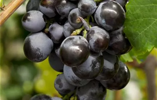 Vitis vinifera Vitis vinifera