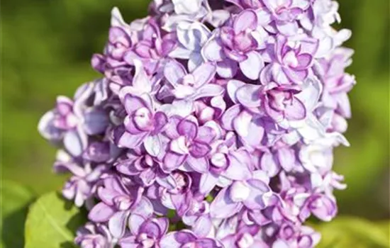 Syringa vulgaris Syringa vulgaris
