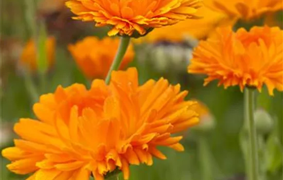 Calendula officinalis Calendula officinalis
