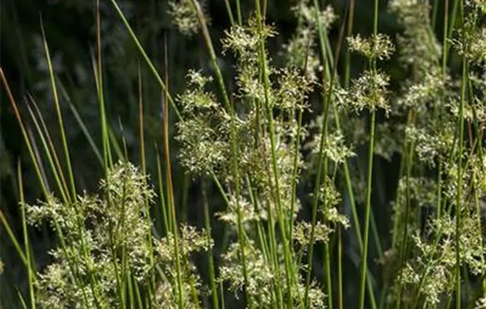 Juncus effusus Juncus effusus