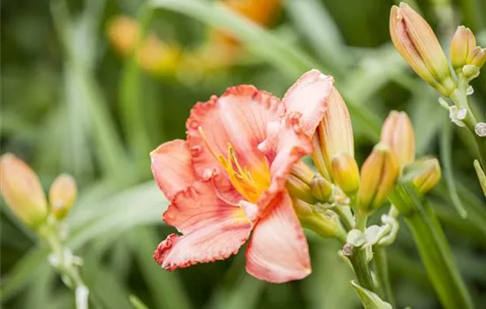 Hemerocallis Hemerocallis