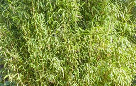Fargesia murielae 'Standing Stone'® Fargesia murielae 'Standing Stone'®