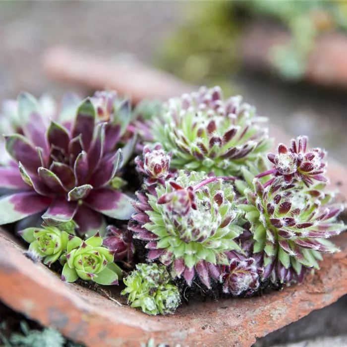 Kakteen und andere Sukkulenten