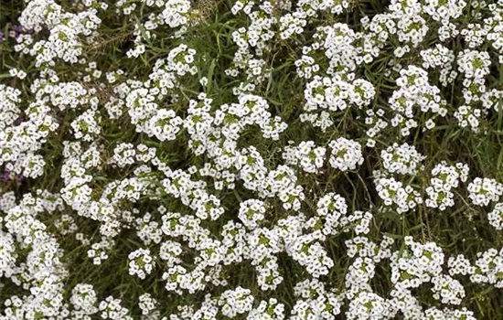 Lobularia maritima Lobularia maritima