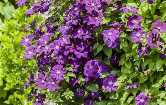 Clematis Hybride Clematis Hybride