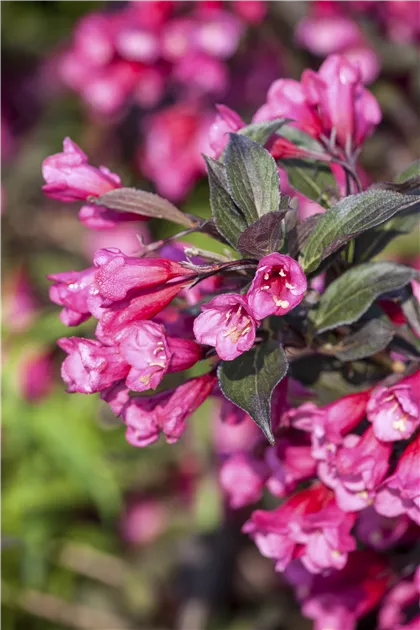 floria gleitgel Welche Erfahrungen hast du mit Gleitgel gemacht? 🤔 Durch das Benutzen von  Gleitgel wird das ganze Lusterlebnis deutlich intensiver! Und besonders  beim analen GV sollte es immer fester Bestandteil main image 0