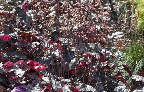 Heuchera micrantha Heuchera micrantha