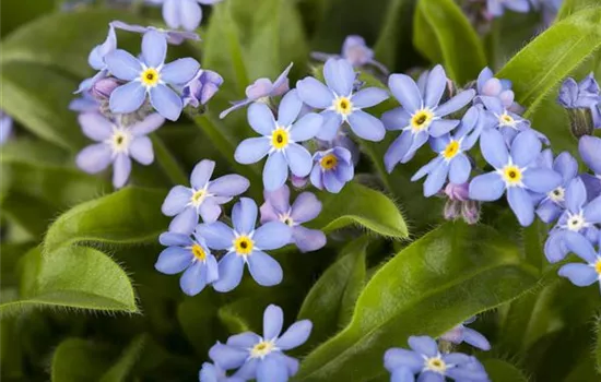 Myosotis sylvatica Myosotis sylvatica