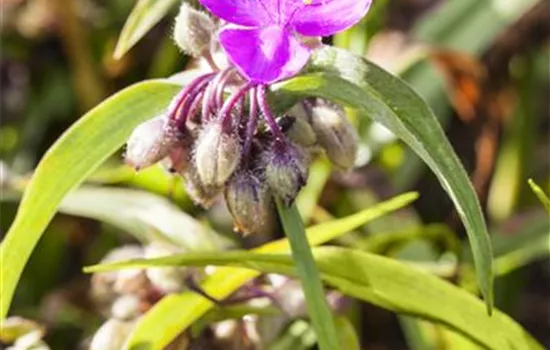Tradescantia andersoniana