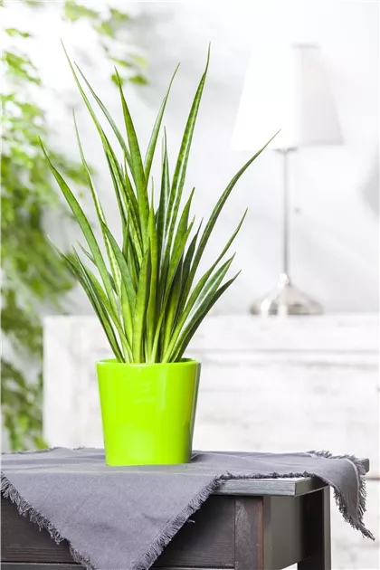 Sansevieria cylindrica