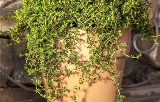 Satureja montana Satureja montana