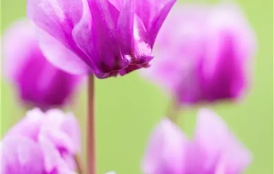 Cyclamen hederifolium Cyclamen hederifolium