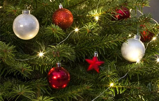 Weihnachtsbaum-Pflege / Lebens-Verlängerung in der Adventszeit Weihnachtsbaum-Pflege / Lebens-Verlängerung in der Adventszeit