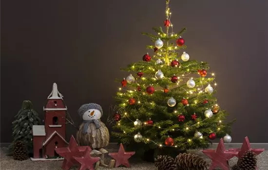 Tradition des Weihnachtsbaums Tradition des Weihnachtsbaums