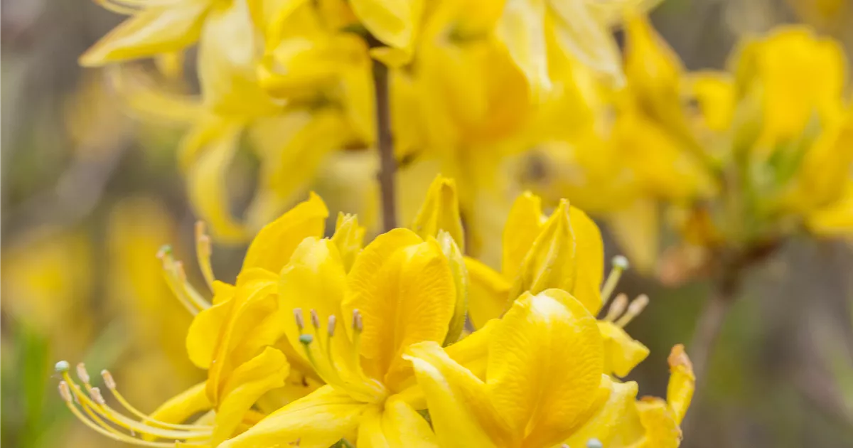 Rhododendron luteum
