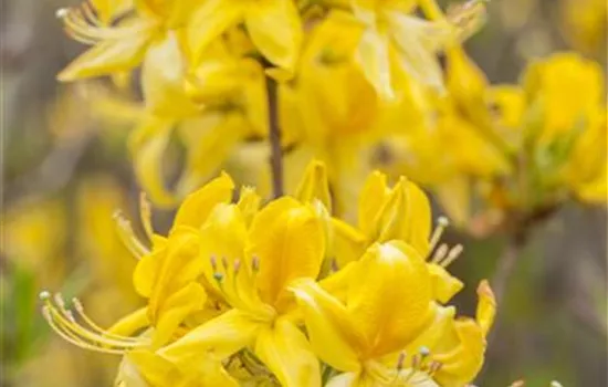Rhododendron luteum Rhododendron luteum
