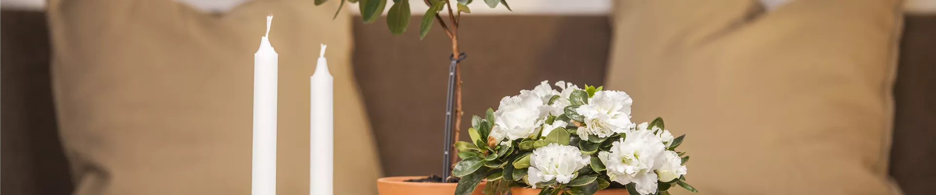 Rhododendron simsii, weiß Rhododendron simsii, weiß