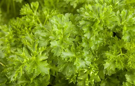 Petroselinum crispum Petroselinum crispum