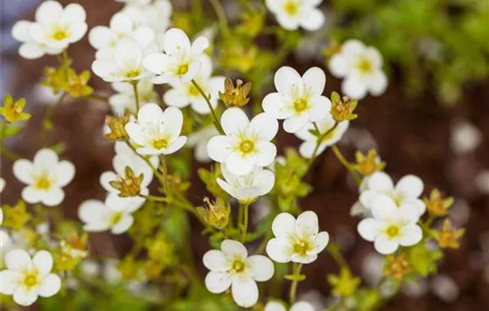 Saxifraga 'Touran' Saxifraga 'Touran'