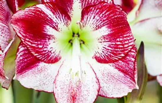 Hippeastrum Hippeastrum