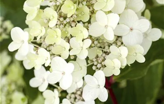 Hydrangea paniculata 'Vanille Fraise'® Hydrangea paniculata 'Vanille Fraise'®