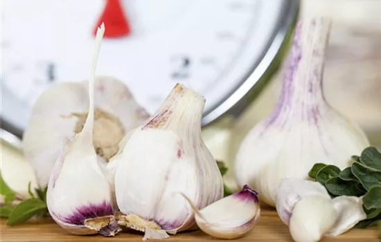 Allium schoenoprasum