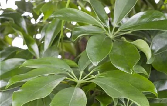 Schefflera arboricola Schefflera arboricola
