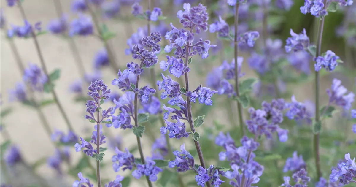 希少 Bahmann Nadel Faden Fantasie 06-9135 Nadelfeilenset 6tlg. Halbrund, Vierkant, Dreieck, Rund