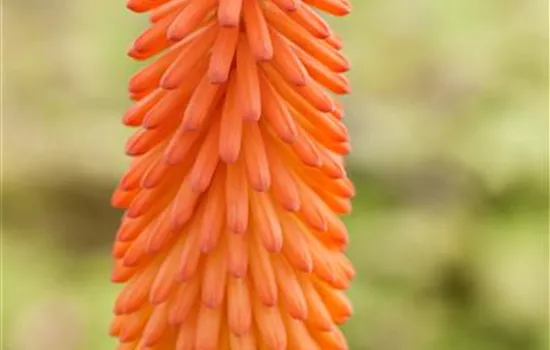 Kniphofia uvaria Kniphofia uvaria