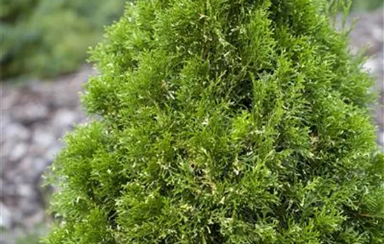 Thuja occidentalis Thuja occidentalis