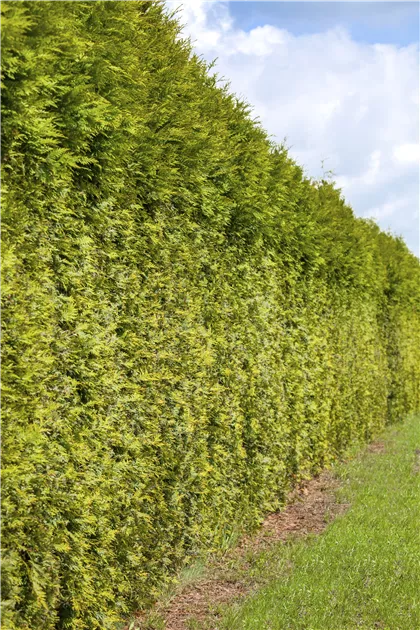wie oft thuja düngen Thuja Dünger - Mineralischer NPK Flüssigdünger mit Stickstoff main image 0