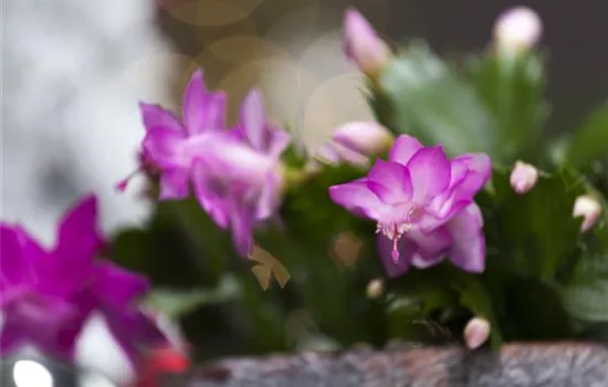 Schlumbergera bridgesii Schlumbergera bridgesii