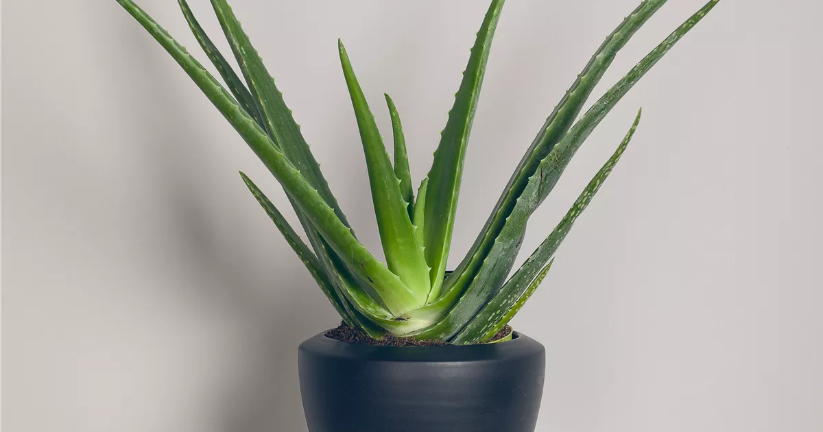 Ikki yosh ayol yigitni yalashga majbur qilishdi Yalangoch ayollar porno foto galereyasi