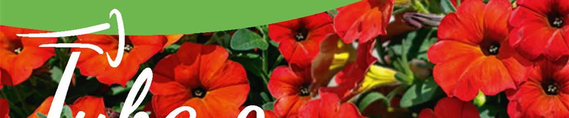 Tuba Lou Banner-10-32-1282-705 Tuba Lou Banner-10-32-1282-705