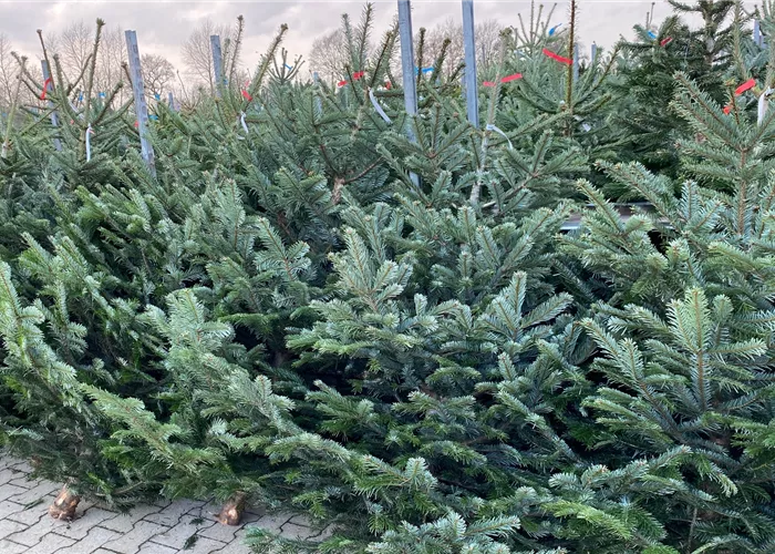 FRISCH GESÄGTE NORDMANN-TANNEN