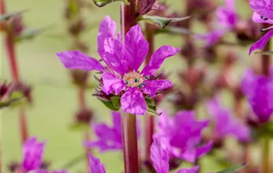 Lythrum salicaria