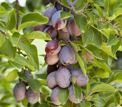 Prunus domestica subsp. domestica