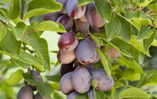 Prunus domestica subsp. domestica Prunus domestica subsp. domestica