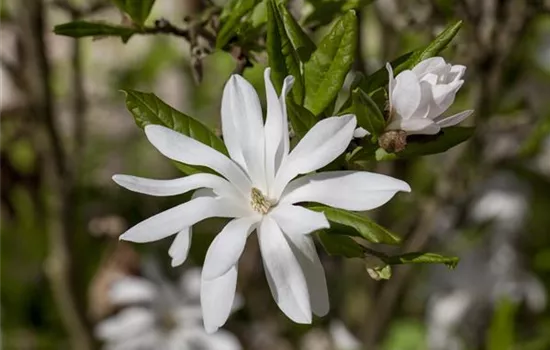 Magnolia stellata Magnolia stellata