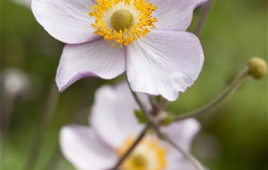 Anemone japonica Anemone japonica