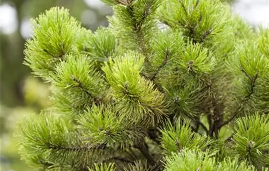 Pinus mugo Pinus mugo